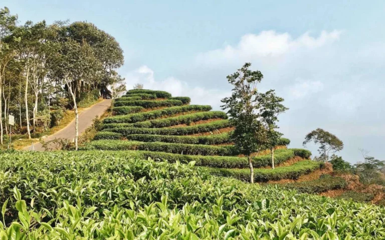 Kebun Teh Nglinggo Yogyakarta