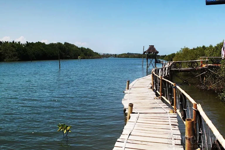 Wana Tirta Mangrove Forest Yogyakarta