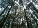 Hutan Pinus Pengger Yogyakarta