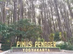 Hutan Pinus Pengger Yogyakarta